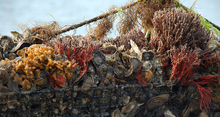 Frequently Asked Questions (FAQs) - Chesapeake Oyster Alliance